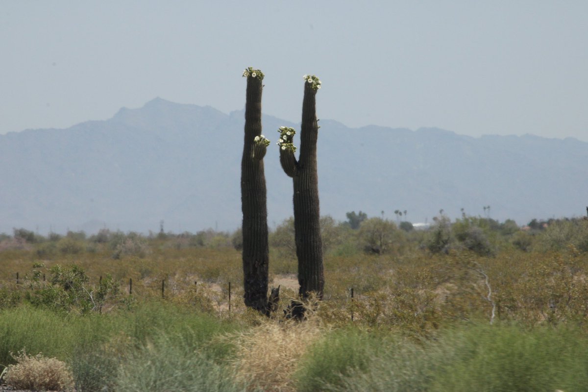 steffiedhwd's tweet photo. Arizona views!  #saguaros #azhighways #cactusbloom 🌵🏜️🌞 https://t.co/ULFq86G3uz