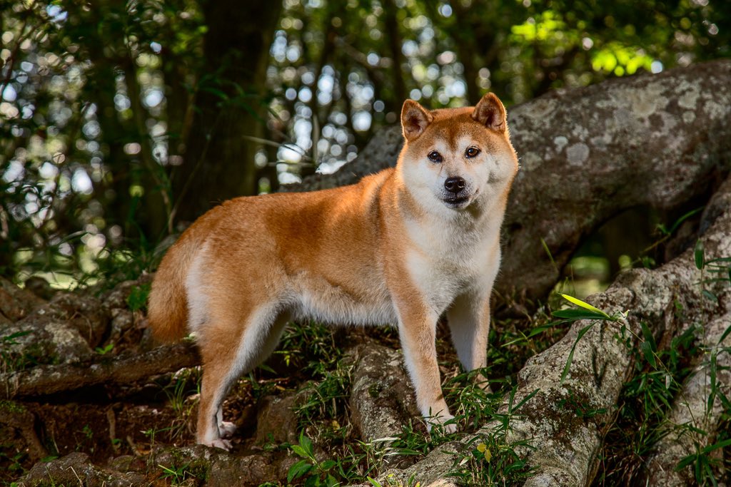 RIP Kabosu. The original #Doge 
I took these portraits in 2015 when I got to meet her and her lovely family in Japan.