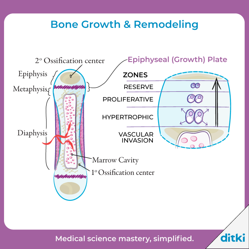 Embryology can be a love it or hate it kind of class - and how well you can visualize the processes makes a big difference! 

l8r.it/SbhO

#ditki #usmle #meded #medschool #embryology #skeletalsystem #bonegrowth
#nursing #physicianassistant #nurse #premed #mcat #mbbs