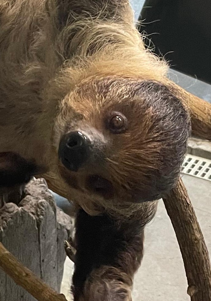 LouZooSloths's tweet image. I&apos;ve seem to have gotten myself in quite the pickle …

#HangingOn #Barely