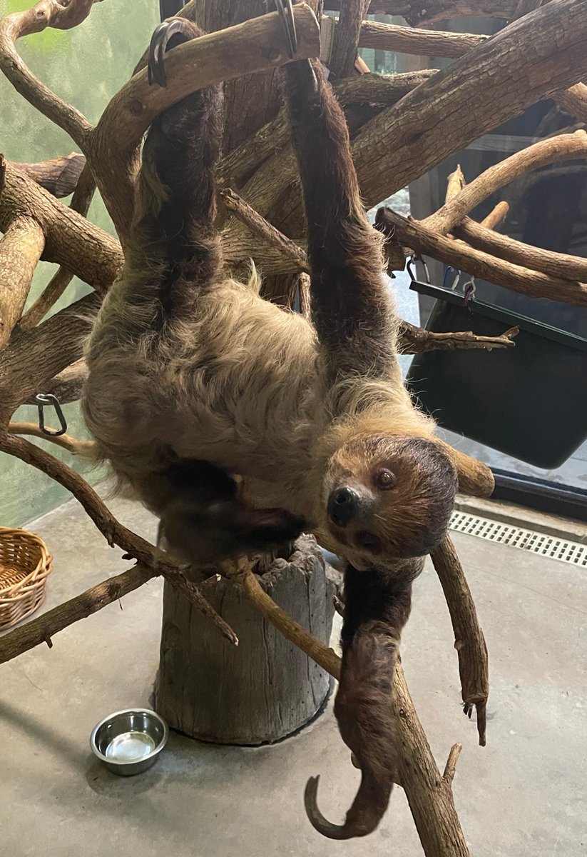 LouZooSloths's tweet image. I&apos;ve seem to have gotten myself in quite the pickle …

#HangingOn #Barely