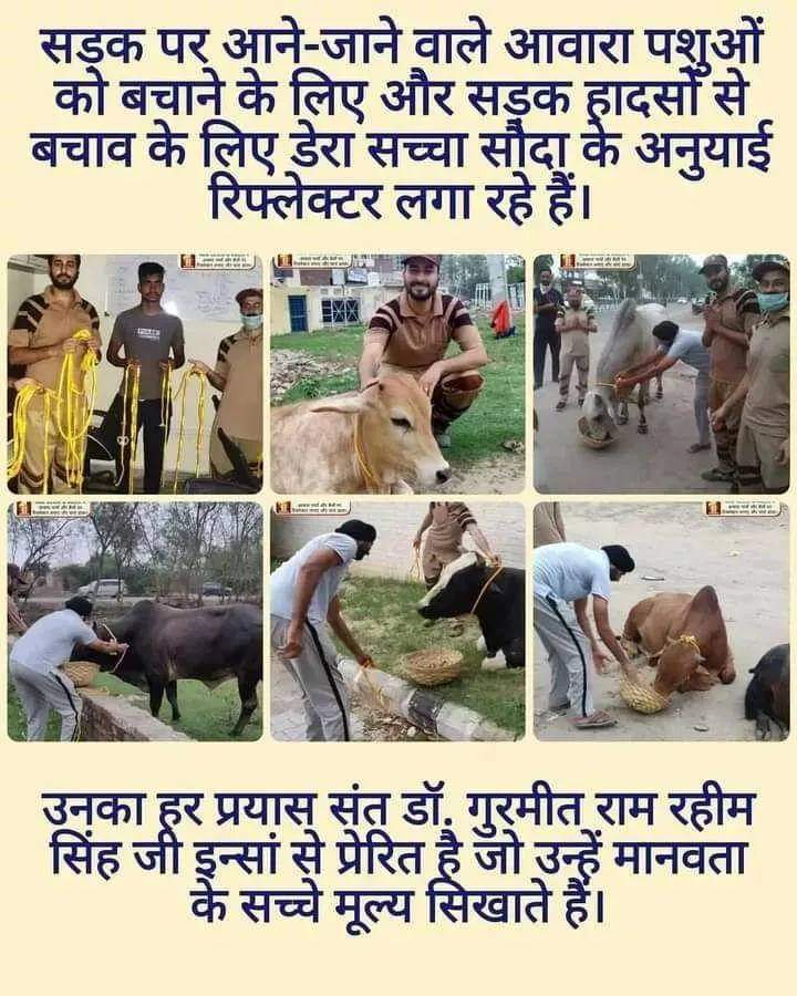 Saint MSG के मार्गदर्शन में डेरा सच्चा सौदा के स्वयंसेवक #AnimalWelfare पहल के माध्यम से, वे आवारा जानवरों को रात में सड़कों पर सुरक्षित रखने के लिए Reflective Belts पहना रहे हैं।  वे किसी भी जानवर के मृत शरीर को सम्मानपूर्वक हटाने के लिए वहां मौजूद होते हैं
 #AnimalCare