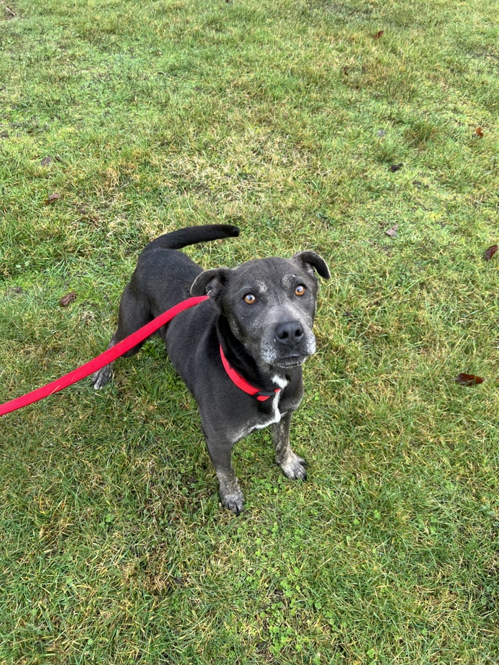 Meet Smokey, a small adult male pit bull terrier mix with a heart of gold.❤️🐾 Smokey is a playful and energetic dog who enjoys going for walks and playing fetch in the yard. ⁠Learn more about sweet Smokey at ow.ly/zA9R50RUtpH. ❤️ #Parksvillebc