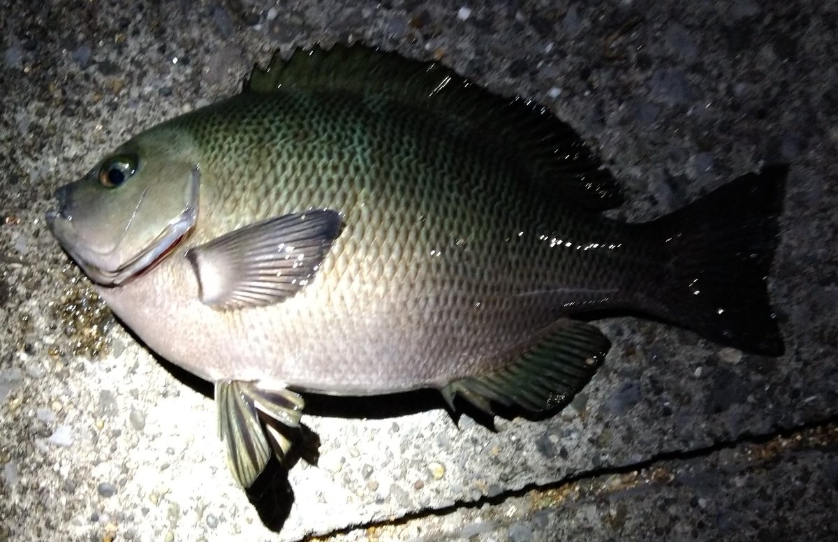 gosurfish's tweet photo. 久ぶりに夜釣りに、あたりは殆どなし。
隣りの顔見知りが、デブメジナをあげた。 https://t.co/UQaKj0lZL1