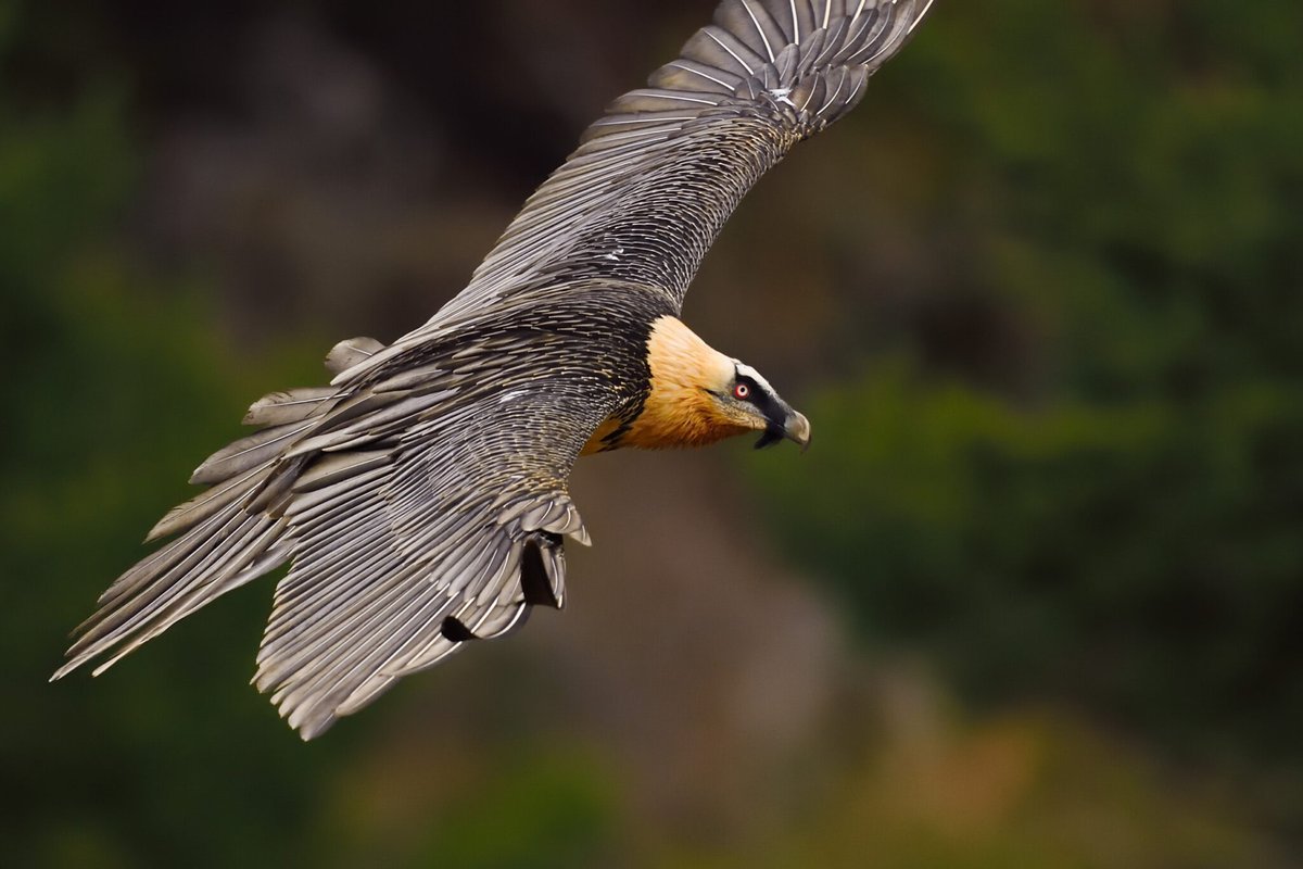 _GCS_'s tweet photo. Thanks to #conservation efforts, #Bearded #Vultures are being #reintroduced in the Dauphine Alps in #France, supporting the recovery of the species in its European range! 

#conservationoptimism #LetNatureThrive Photo: Staffan Widstrand

https://t.co/6wsojsdb4O https://t.co/i57bpWBbPo