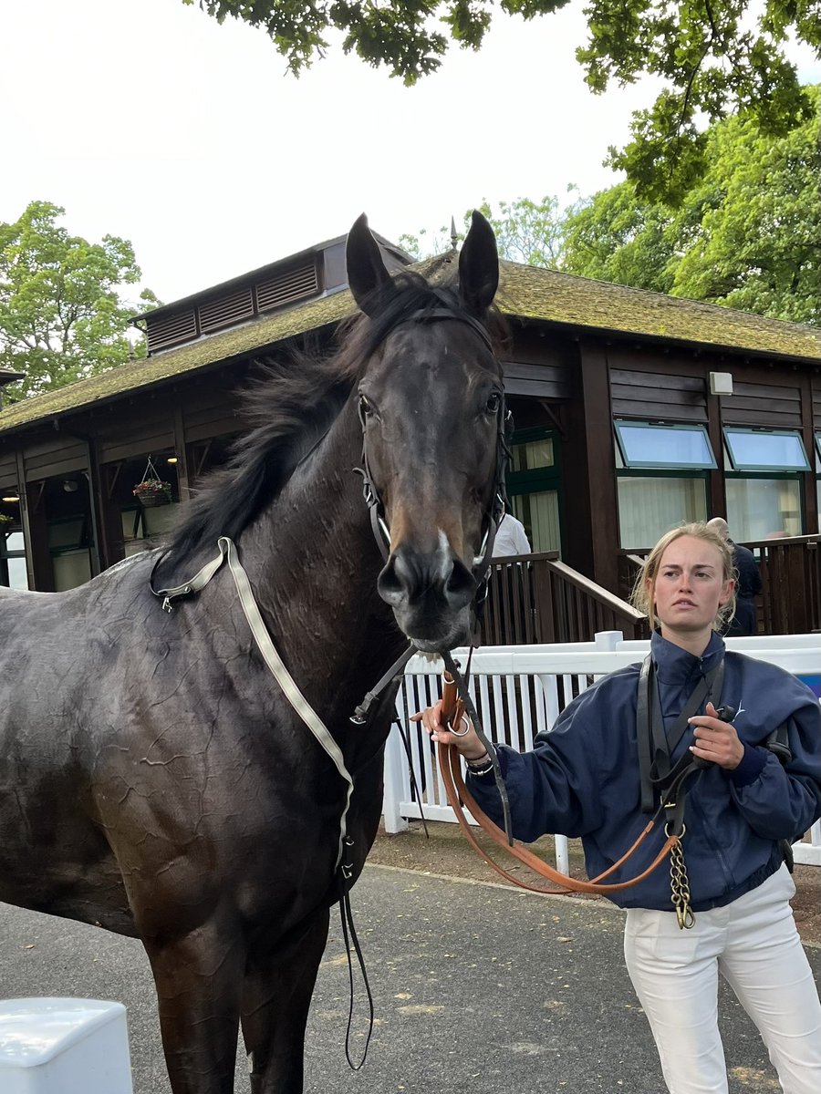 dg74s's tweet image. 4th in a competitive race @haydockraces this afternoon. More to come from this boy. Well done Pals Battalion 👏👏@MprUpdates