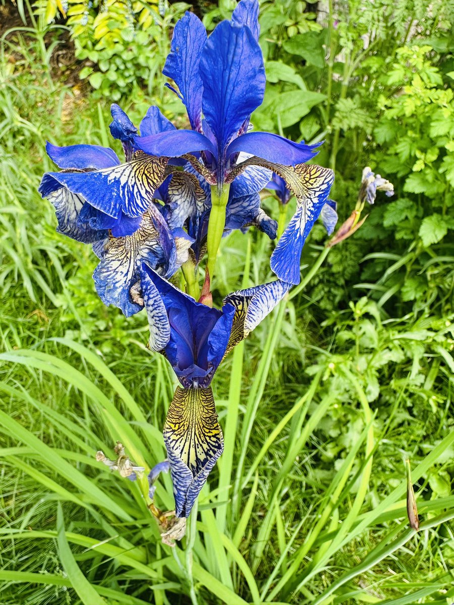 Beautifully blue… with an accent of yellow #iris #blue #yellow 💙🌼💙