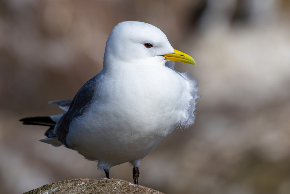 Kittiwake @BBCSpringwatch @BBCEarth @WildlifeTrusts @wildlife_uk @britishbirds @BirdGuides @CanonUKandIE @_BTO #TwitterNatureCommunity @natureslover_s @BirdWatchingMag @wildlife_photo #BBCWildlifePOTD #EOSR7