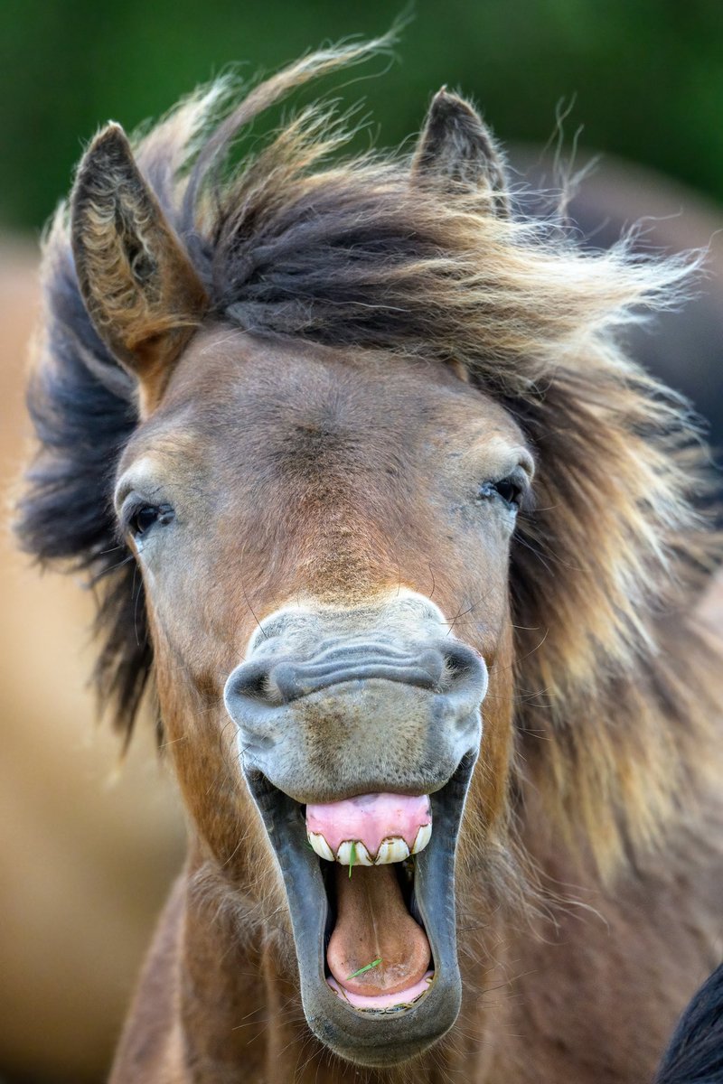 SW_PhotoNature's tweet photo. He wouldn’t share the joke 😂
Exmoor Pony at @WildKenHill
#wildpony #exmoorpony #wildkenhill #rewildling #Norfolk #BBCWildlifePOTD #springwatch #wildlifephotography https://t.co/Er6Xwx5zF9