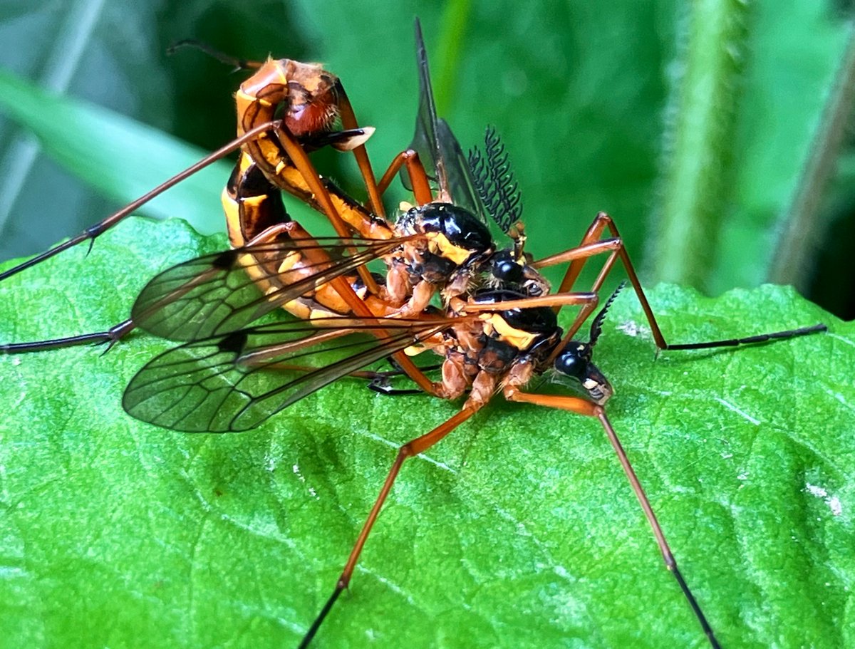 Ctenophora pectinicornis #craneflies on the edge of the wood near our house. #saproxylic