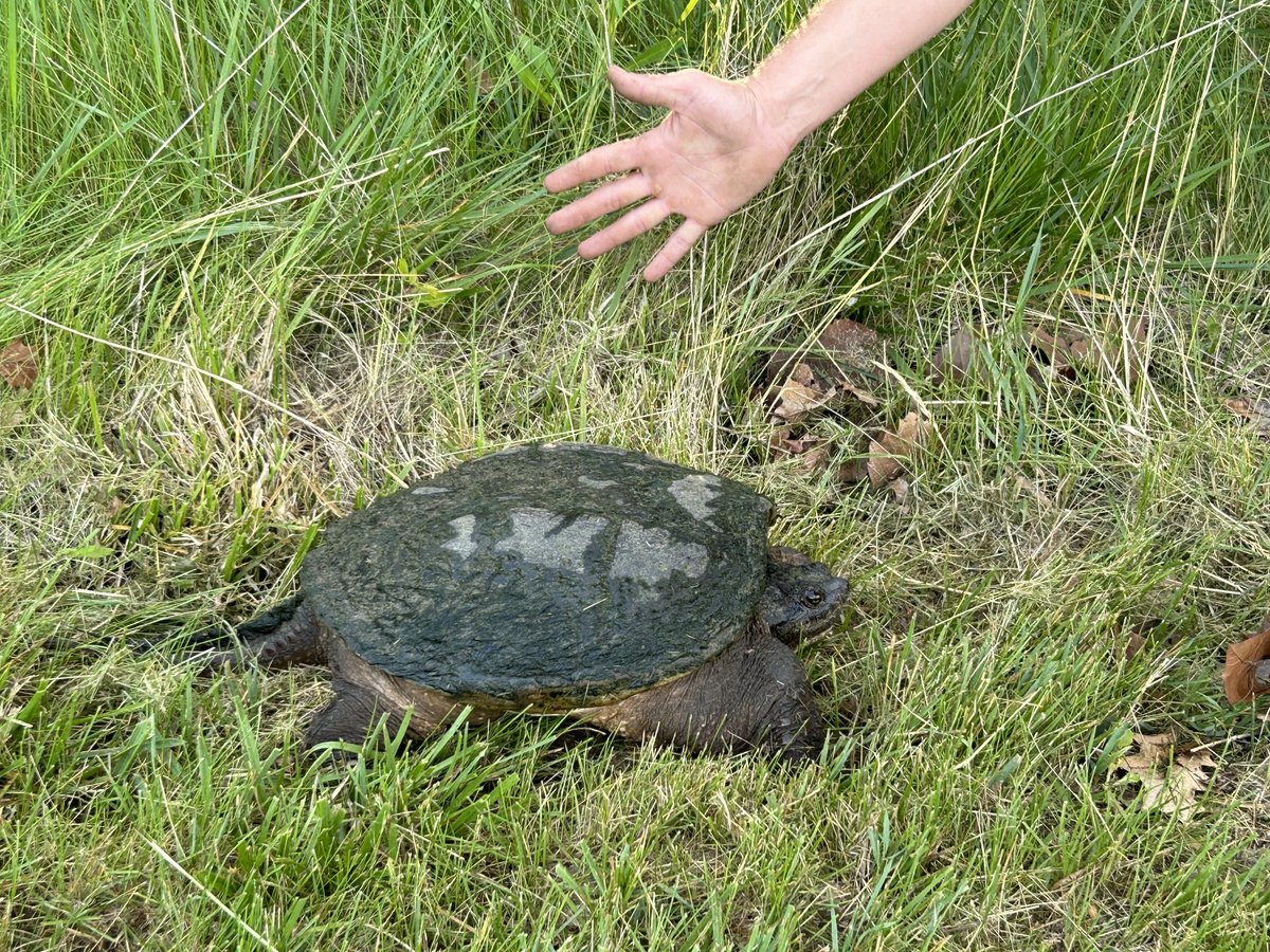 NErvTurf's tweet photo. This guy has been our biggest critic of green speeds lately. He’s been here like 60 years so he thinks he has a say! 🫣
#DonatelloRoss https://t.co/wRxL4RlaAg