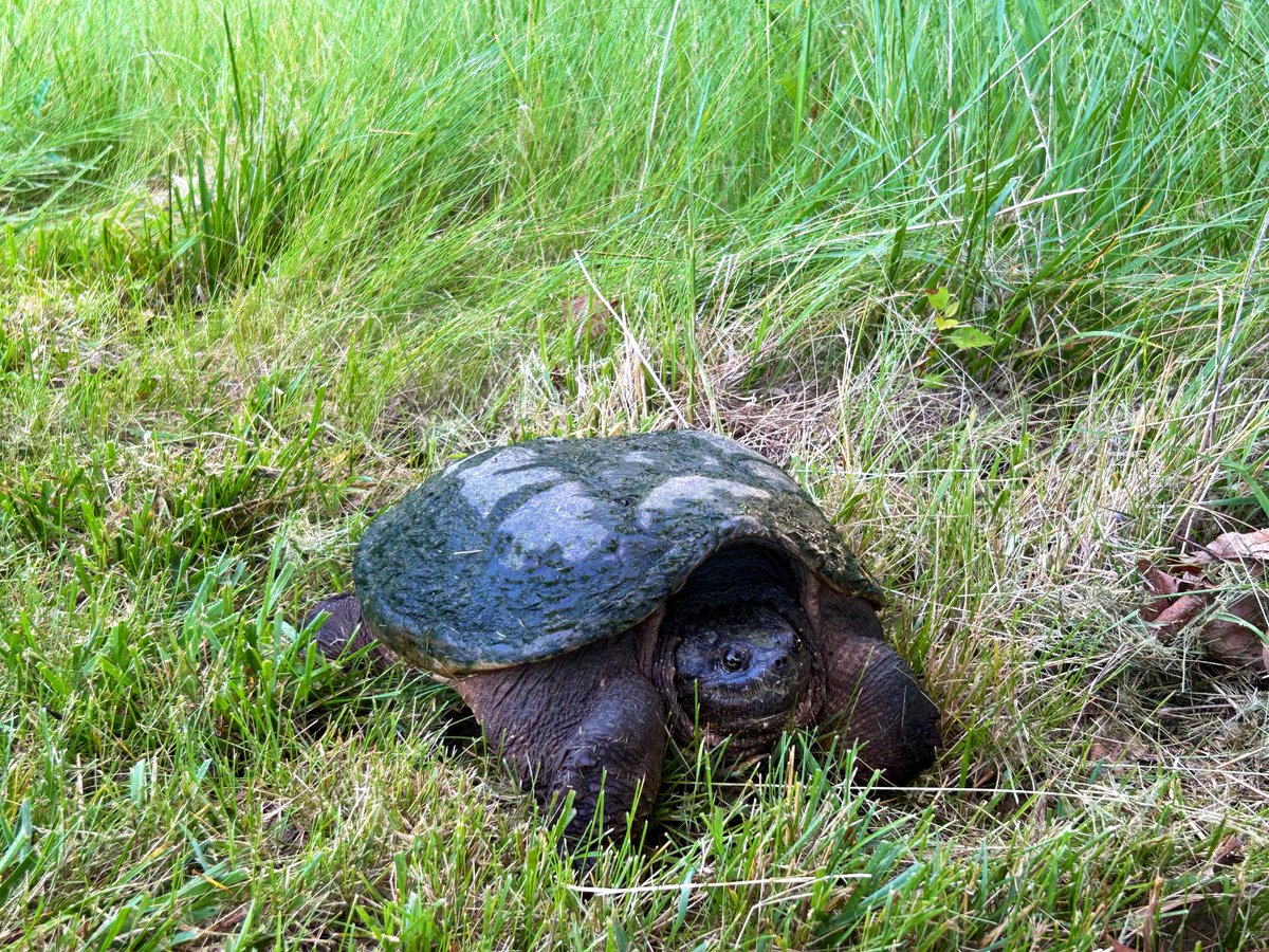 NErvTurf's tweet photo. This guy has been our biggest critic of green speeds lately. He’s been here like 60 years so he thinks he has a say! 🫣
#DonatelloRoss https://t.co/wRxL4RlaAg