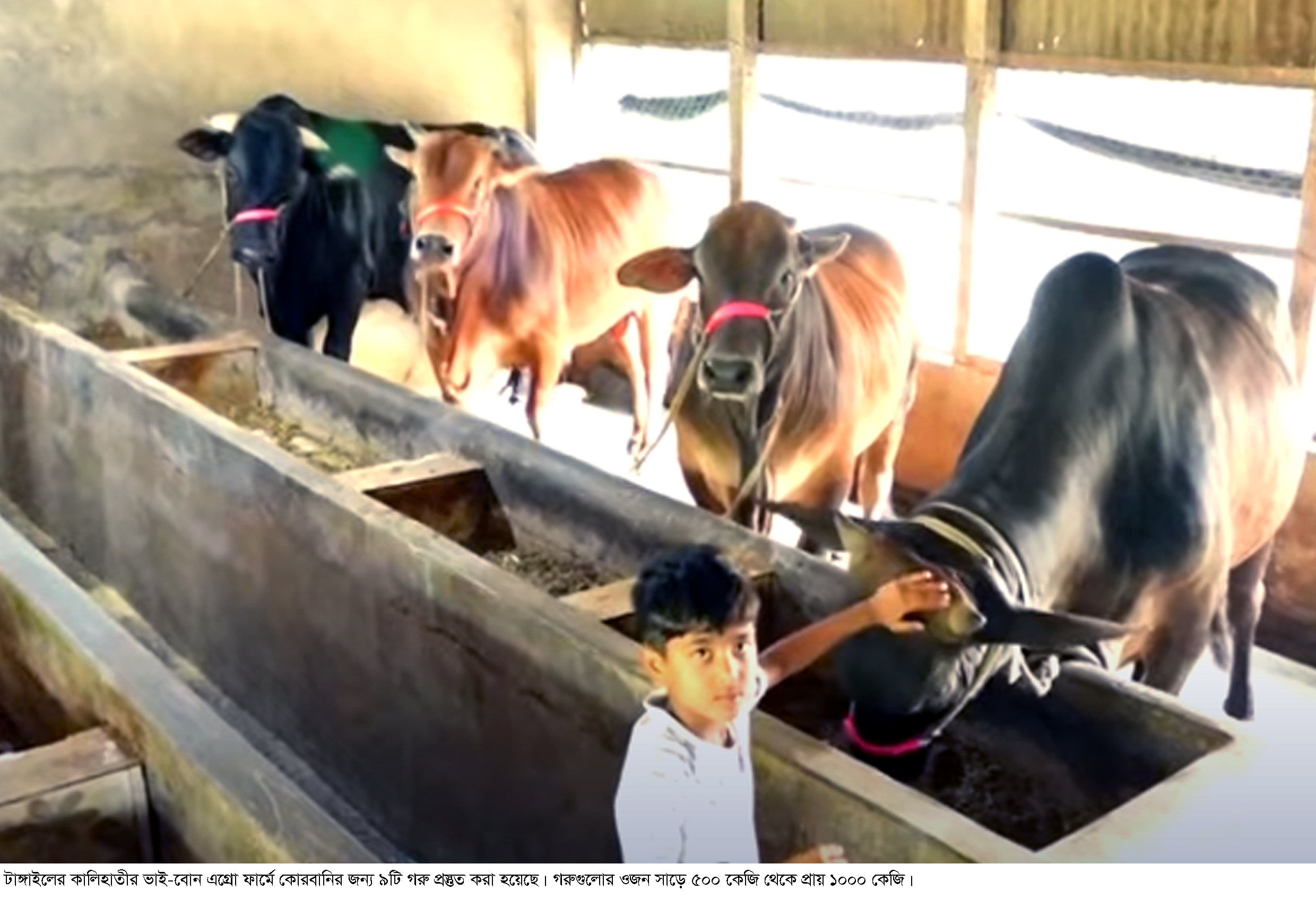 টাঙ্গাইলে চাহিদার চেয়ে ১৯ হাজার বেশি কোরবানির পশু প্রস্তুত