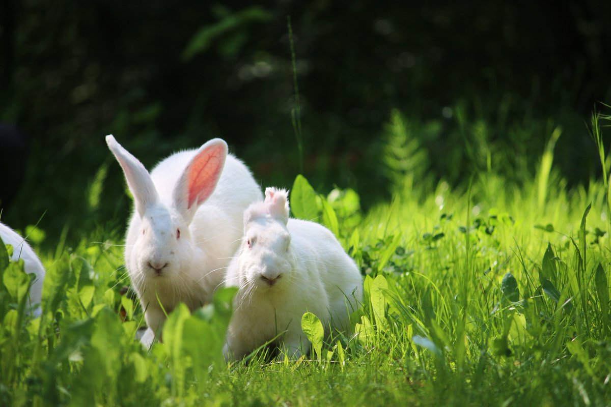 Niemand gehört in einen Käfig. Und niemand will gegessen werden.
Einstein & Friends, sechs aus einer Mastanlage gerettete Kaninchen, die seit Ostern im Land der Tiere leben. ~ #kaninchen #rabbit #tierrechte #animalrights #tierrettung #tierbefreiung #lebenshof #Vegan