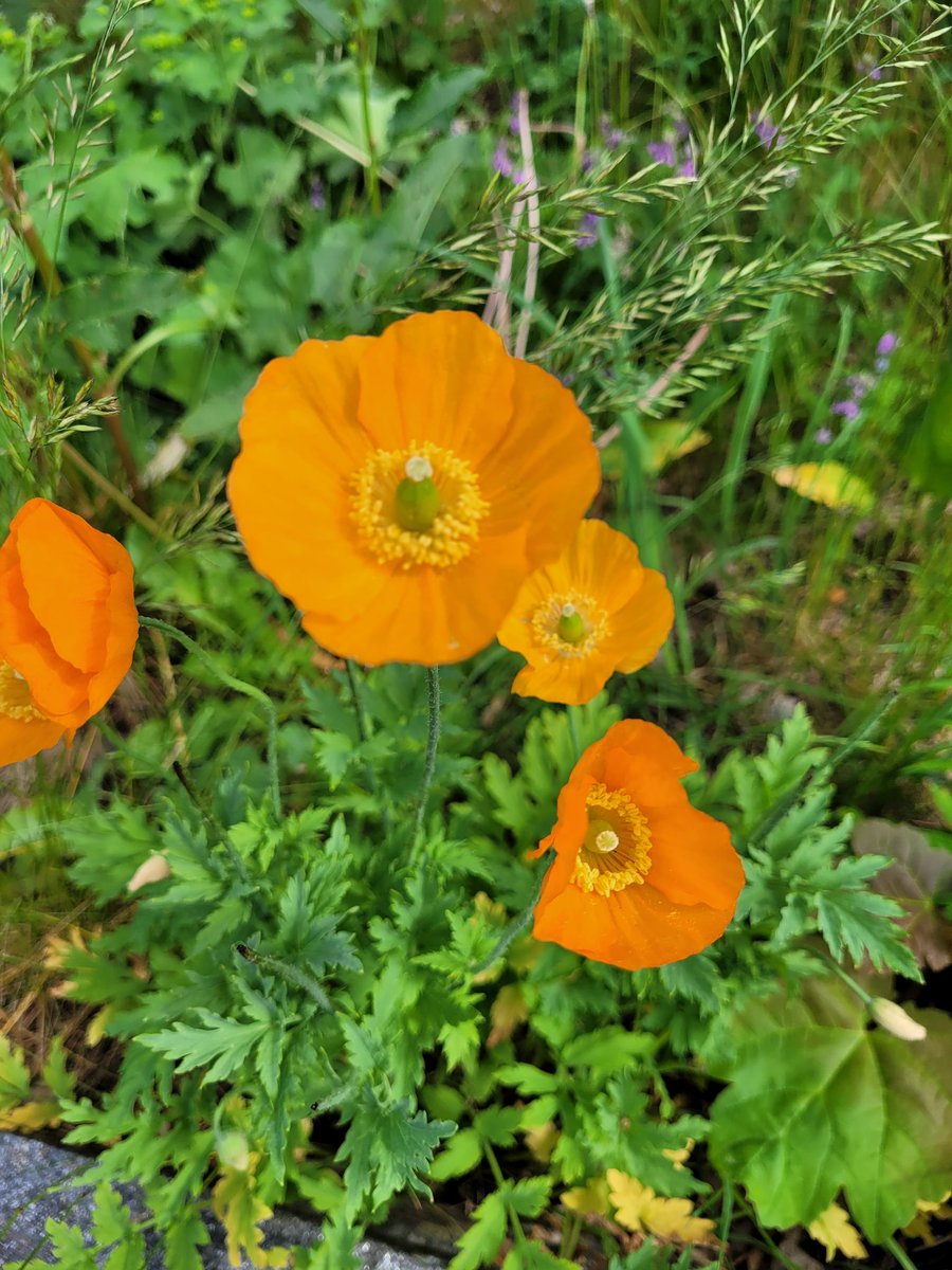 CPalmesen22275's tweet photo. A little orange blossom to brighten up your day 😃 #SpringinNorway 🇳🇴 https://t.co/QOgM2GcuLE