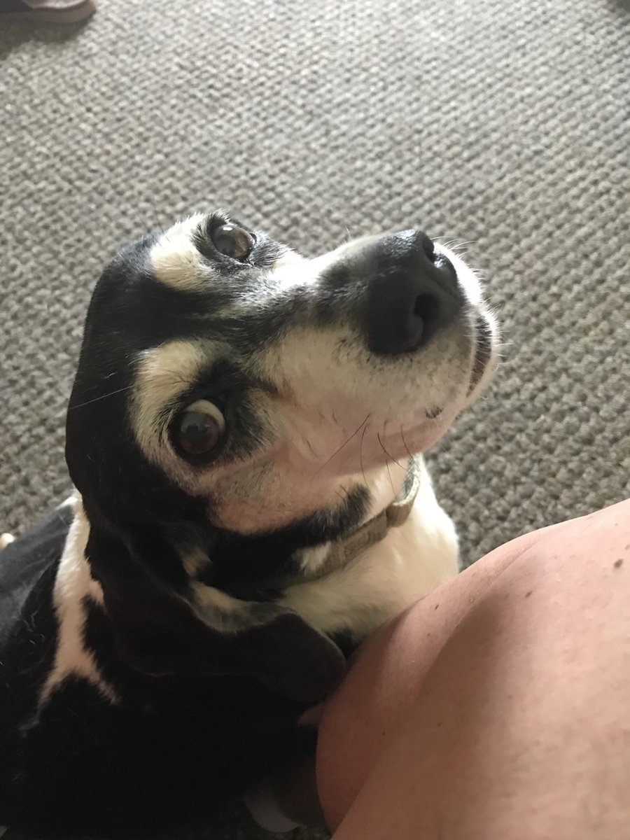 CallieG1016's tweet photo. ⁦@beaglefacts⁩ When it’s a holiday weekend, a sunny Saturday morning, and you are ready for a long walk, you express your desire, strongly. https://t.co/plMfcU6odP