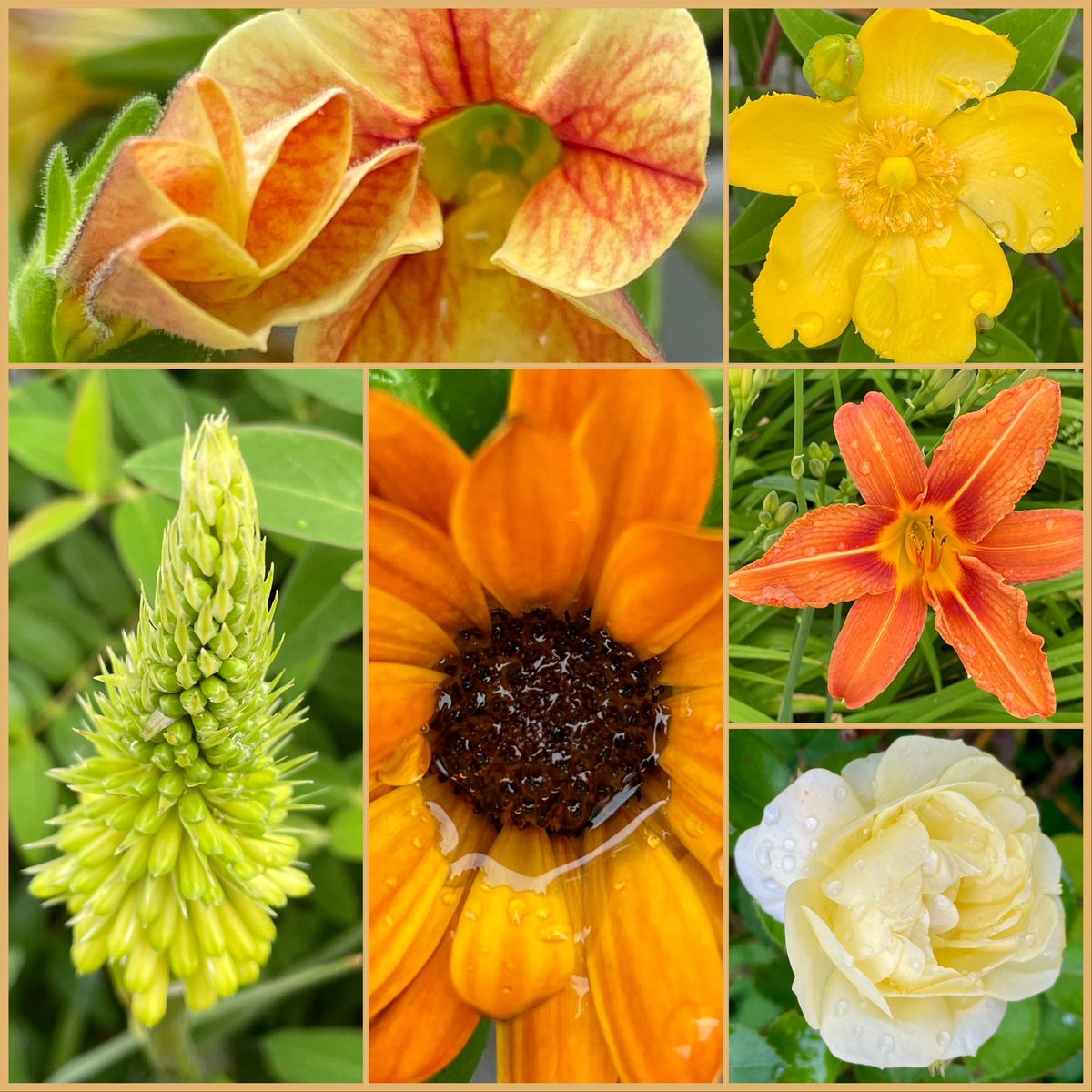 Yellow and orange take over in the garden and shine against the grey of the rain.☔️With these six rather wet beauties, I wish you a wonderful weekend and some sunshine too!🌞#SixOnSaturday