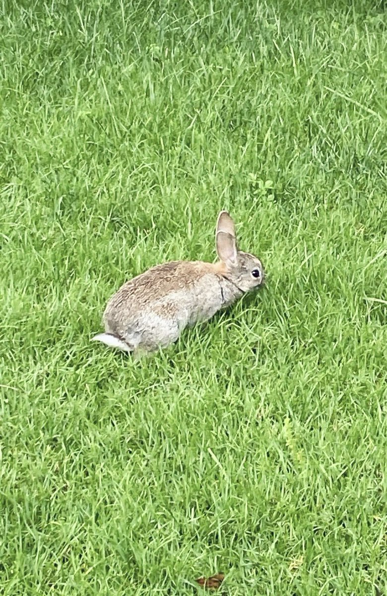 Strani incontri al #ForteVillage 🐇