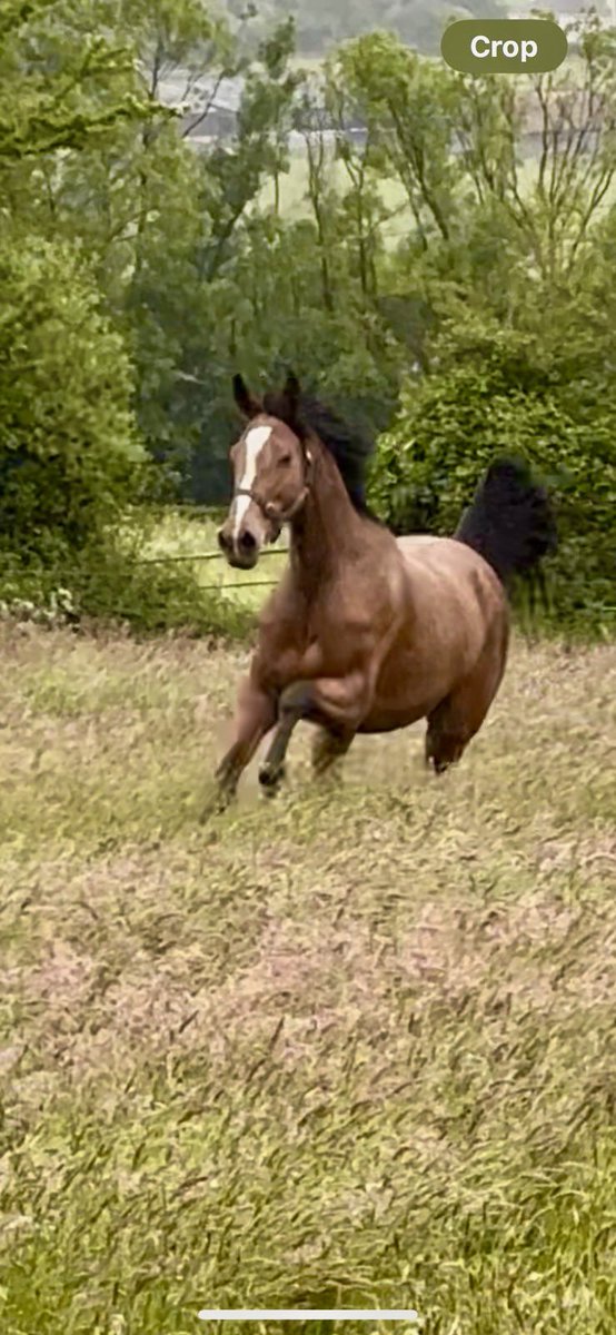 ClosuttonRacing's tweet photo. Maughreen enjoying  her Summer grass. Full of the joys of life. We can’t wait to get her back to Closutton. 💫 https://t.co/e1OAs5vR1F