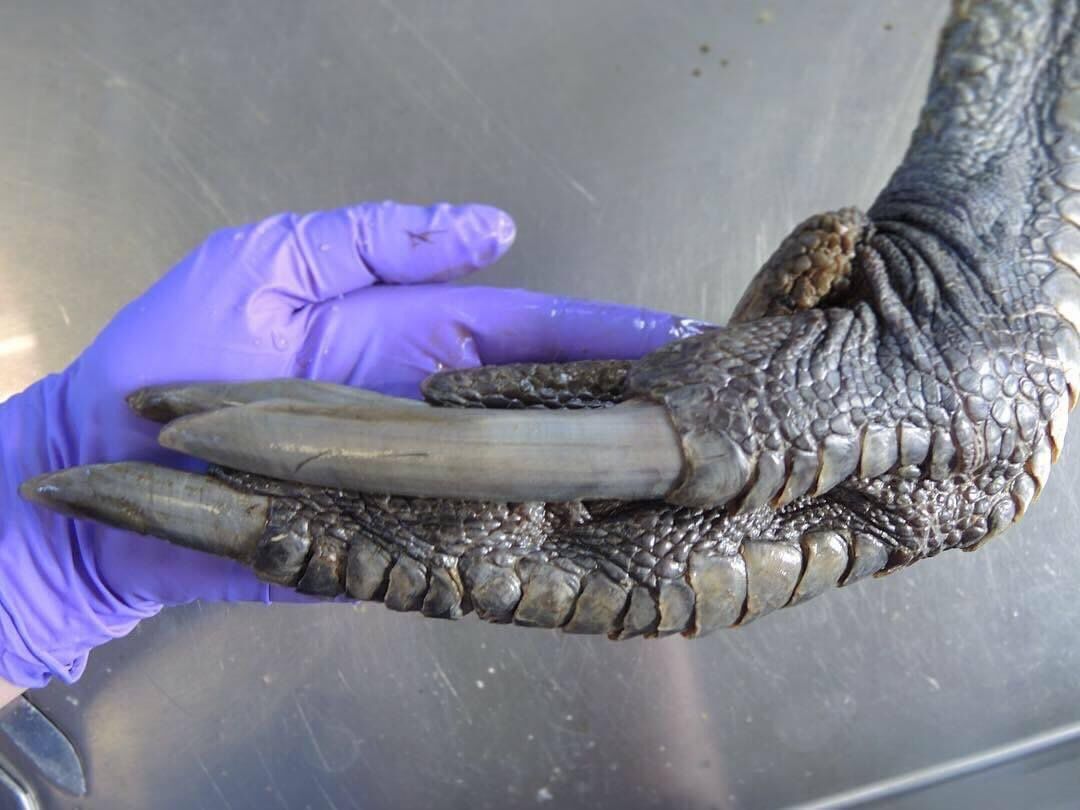 A Southern Cassowary claw. Just in case you didn't think that birds are dinosaurs