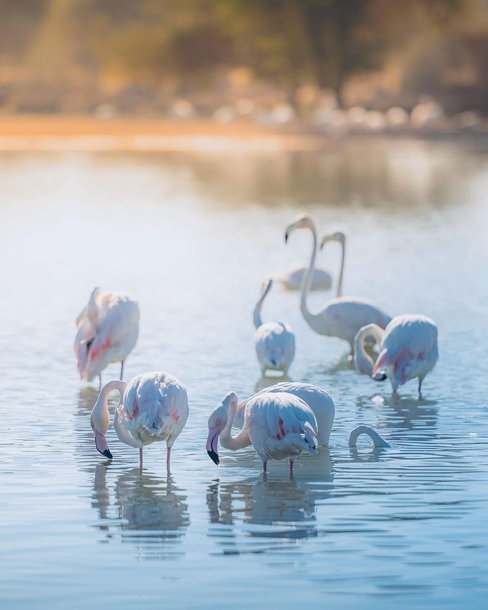 Spotted: A team-building session at Al Qudra Lake! 🦩 
📸 IG/umarshariff
#VisitDubai