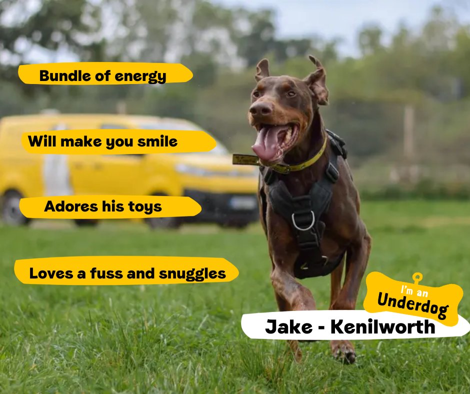 Jake is a handsome boy who makes us all smile with his adorable, goofy personality! This stunning pooch loves a fuss and a snuggle from his favourite people💛
<a href="/DT_Kenilworth/">Dogs Trust Kenilworth 🐾</a>📍 bit.ly/3wPhkRO