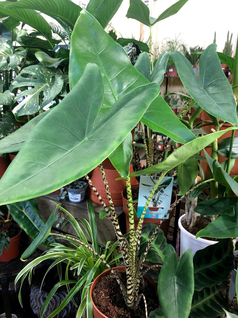 Stunning foliage but the stems are where the leopard earns its spots (well, zebra & stripes actually !) welcome to the sought after #alocsasia zebrina
#gardencentre #since1983 #socialenterprise #camdentown #northlondongardeners #gardenlovers #trainingandemploymentopportunities