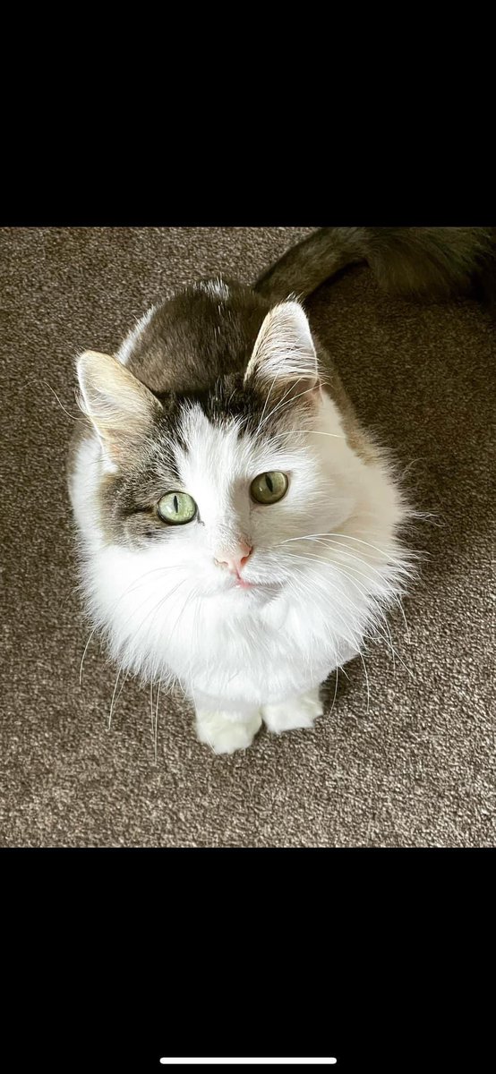 TobyTheCatUK's tweet photo. Post 1 of 3

It’s with a very heavy heart and many, many tears in our eyes that we have to tell you that sadly our gorgeous, funny and lovely boy Toby, sadly passed away peacefully on Monday. We just haven’t been able to post this until now through pure upset. https://t.co/mKpdBFxUV5