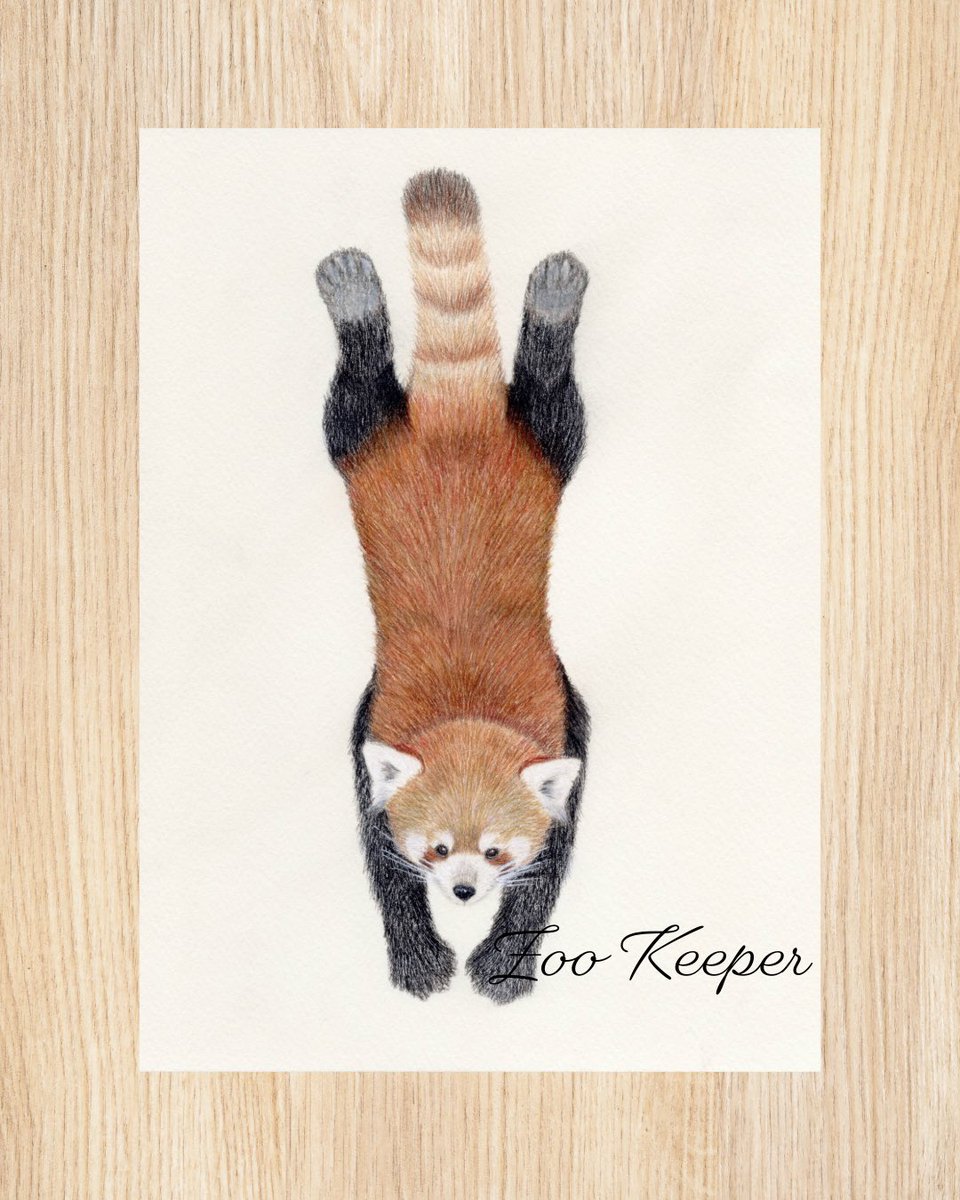 ZooKeeperCreate's tweet photo. 高い所からポ〜ンッと飛び込むレッサーパンダを色鉛筆で描きました！

飼育員時代に担当した時も、かなり高い所から飛ぶので怪我をしないかヒヤヒヤしたのを思い出しながら描きました😅

#動物イラスト #動物イラストレーター #色鉛筆画 https://t.co/QuFEqQbUsx