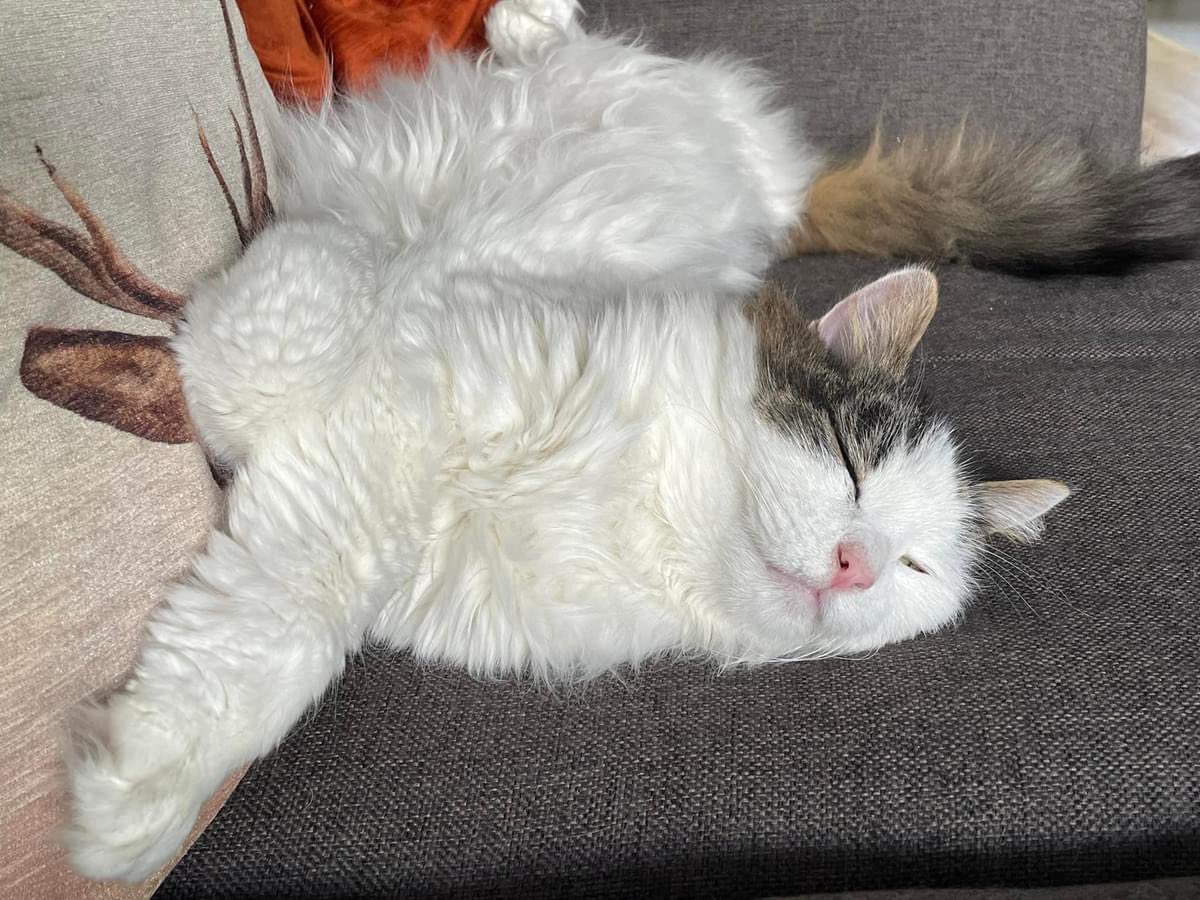TobyTheCatUK's tweet photo. Post 2 of 3

We would like to thank all of you for the well wishes and beautiful support as he went through his treatment but sadly it was all too much for him. https://t.co/YsAz8NBOyx