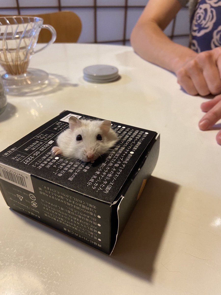 cherry0131s2's tweet photo. ハンバーグの缶に入りました🥫🐹 https://t.co/85QlR9XeIb