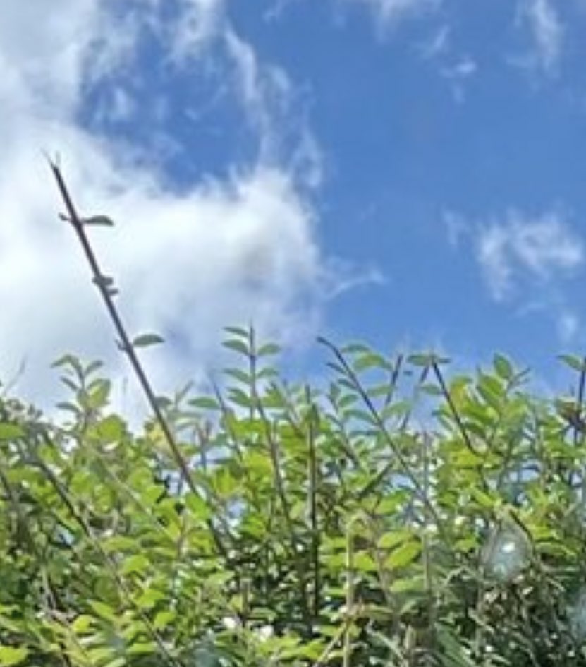 Greg Moss tweet media