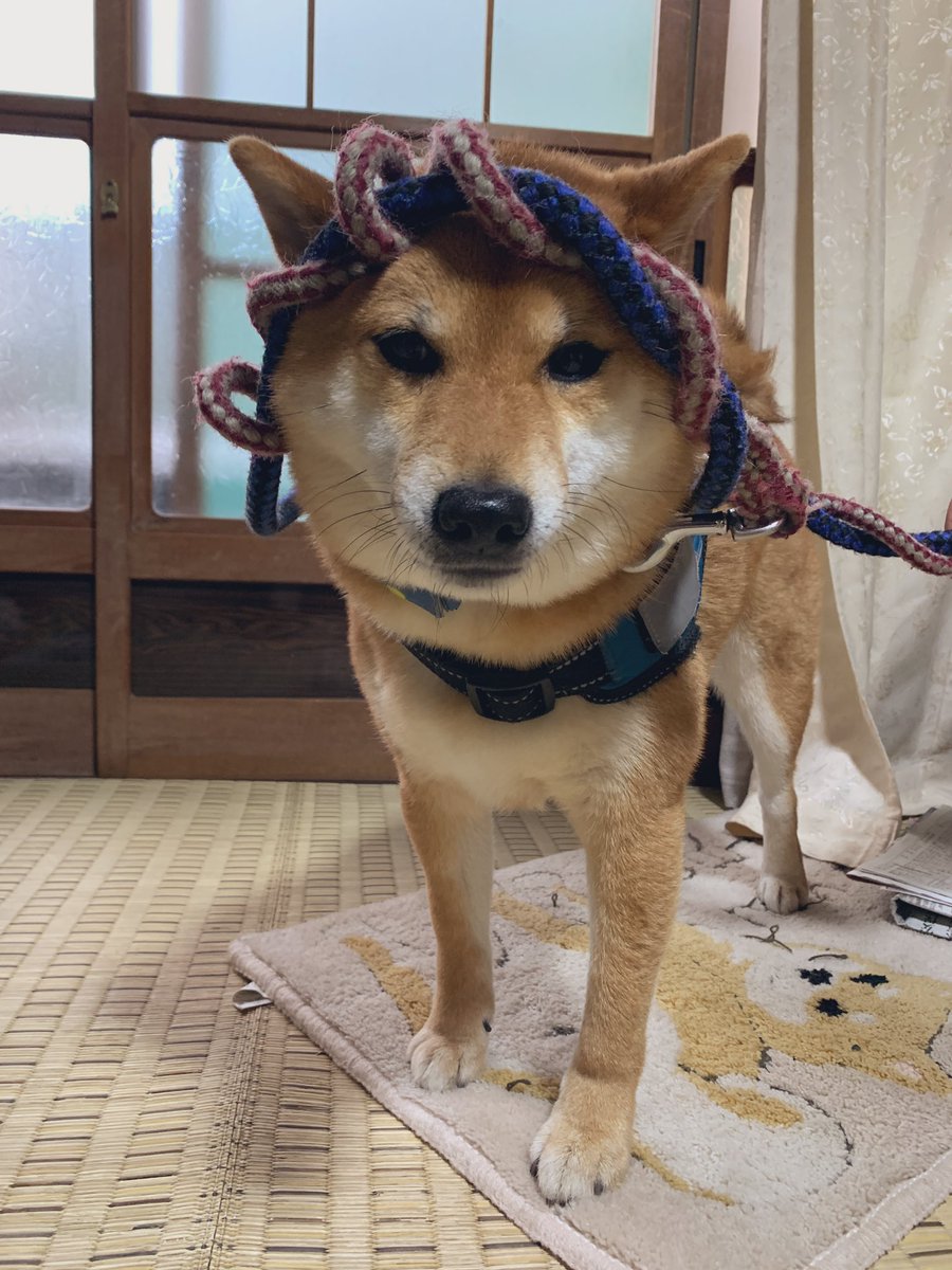 inusankoinusan's tweet photo. おばあさん家で気合の入った柴ドリルを披露した結果 https://t.co/w6dv5Wwk4C