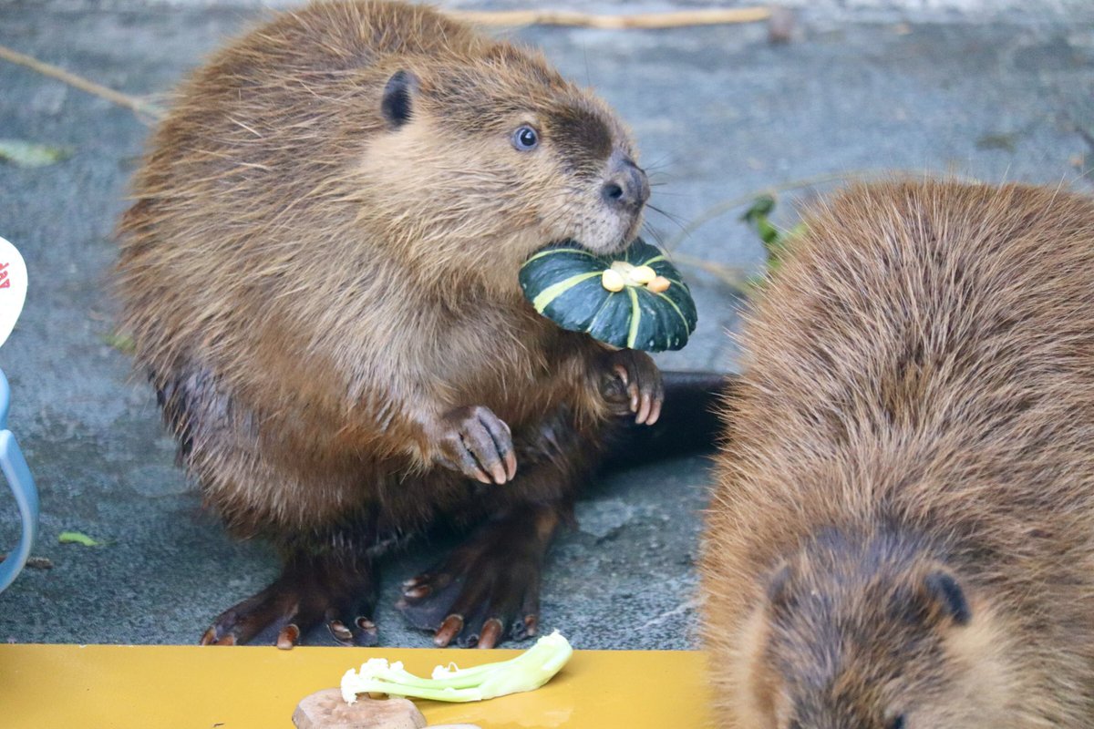 今日のお誕生日会の模様🦫✨
#アメリカビーバー
 #羽村市動物公園
#ビーバー備忘録