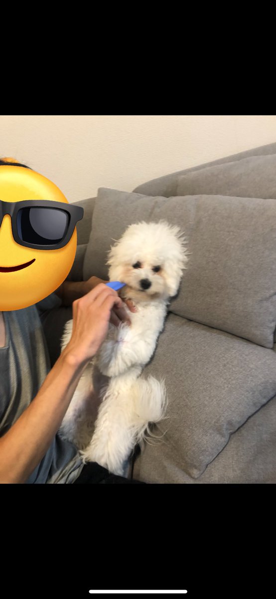 はみがきされるイッヌ