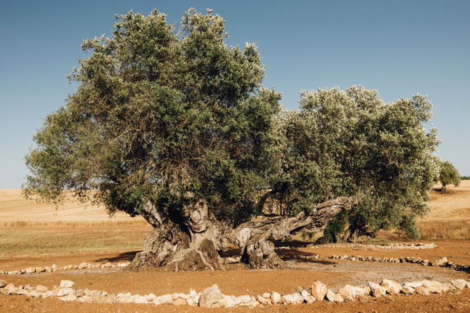 The most ancient olive tree dated in Portugal is 3,700 years old, and is located at Herdade do Peso. The very same plains are also home to a set of olive trees with a combined age surpassing 7000 years. This ancient treasure is part of a group of nearly 80 olive trees forming