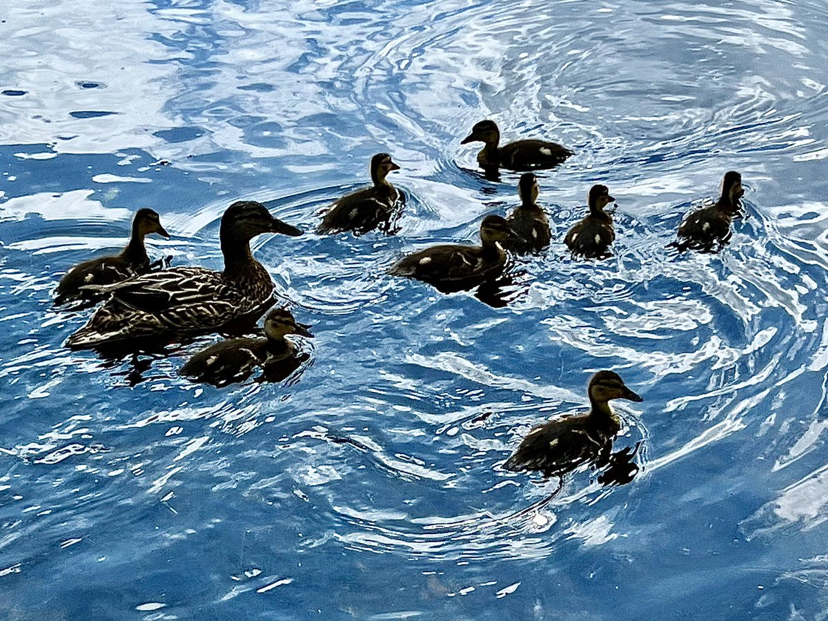 #Ducklings! #Faeryland #Grasmere #LakeDistrict #Mallard #Saturday #HalfTerm #BankHolidayWeekend @ThePhotoHour