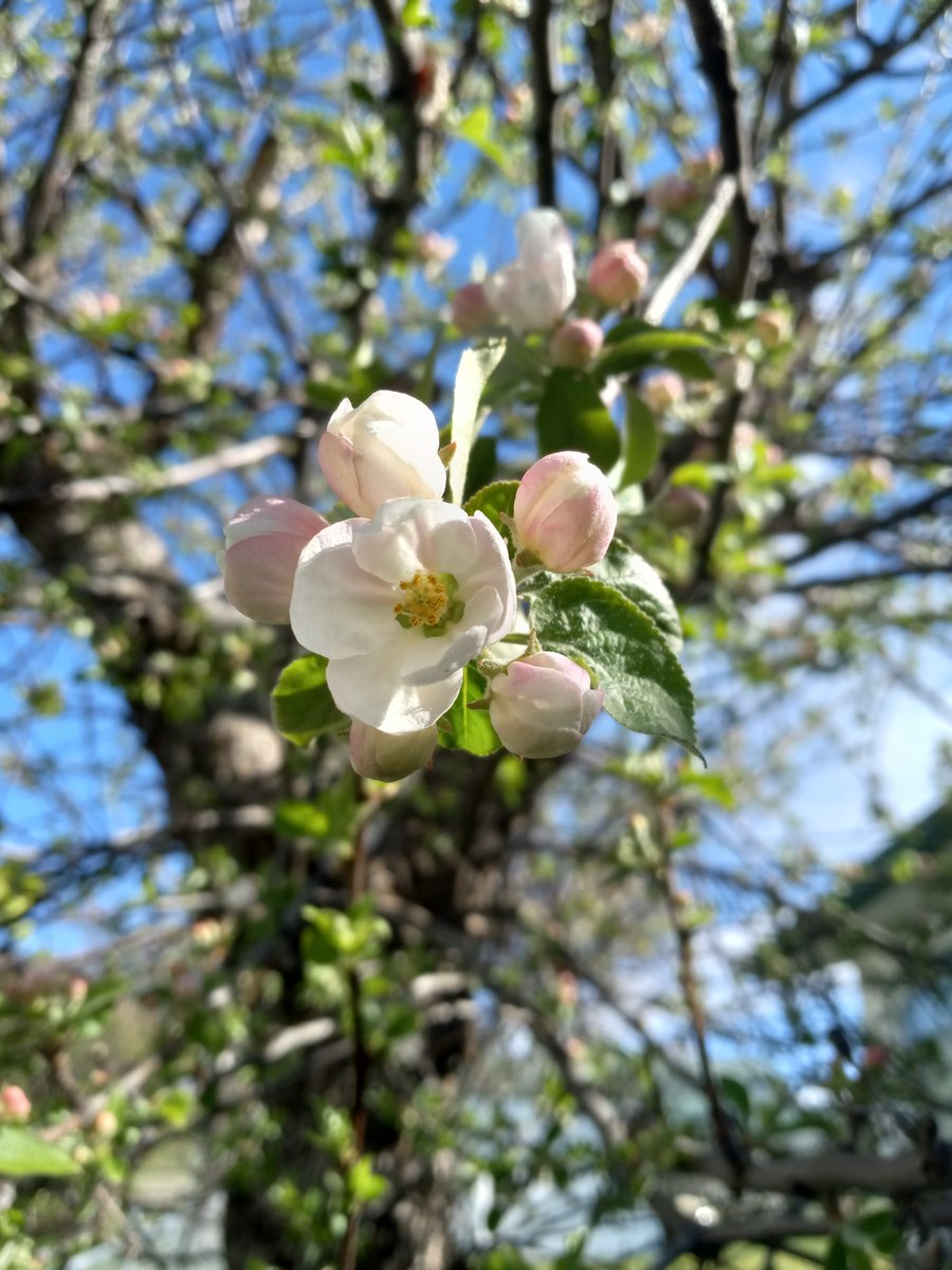 EVERYONE decided to help Penni with her chores this morning! 😂 In order: Cem, Chester, Greyci, and Jack! Her 50/60-year-old apple trees are blooming! 

#montanaemuranch #montanaliving #montanalife #montanamoment #montanaphotography #dogs #cats #farmanimals #ranchanimals