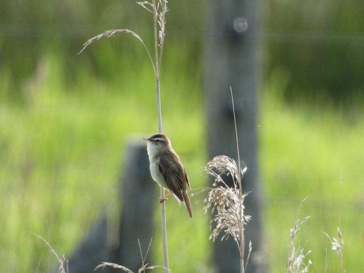 Lovely Sedge Warbler activity at Goldcliff today @GOS_birds #Gwentbirds @GwentLevels @GwentWildlife