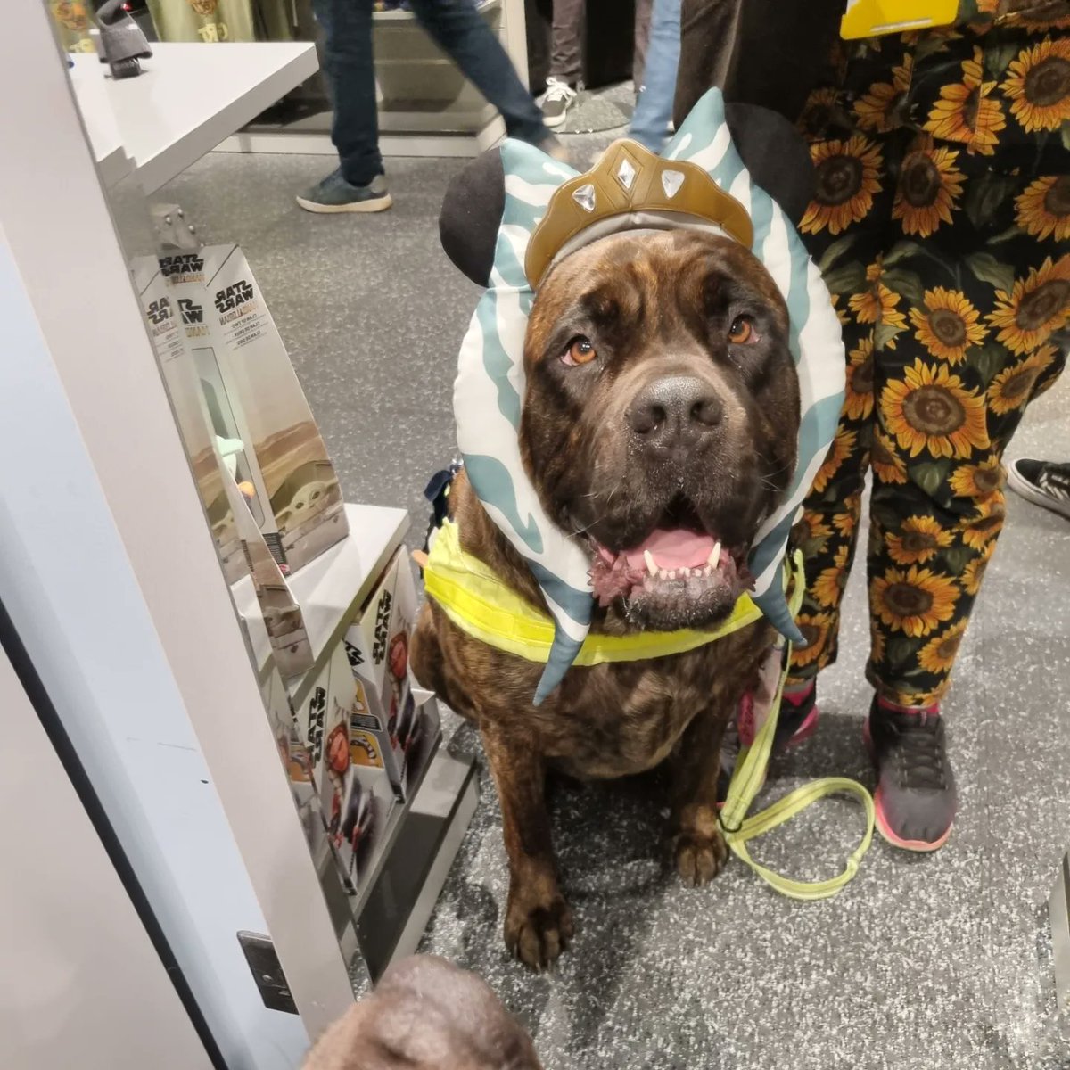 SmolFluffyPup's tweet photo. @subetewoyamini6 Yes, we did! And we had the energy to sightsee and shop in-between. I hope you had an amazing time, too! ❤️ https://t.co/FTmwXb7PEU