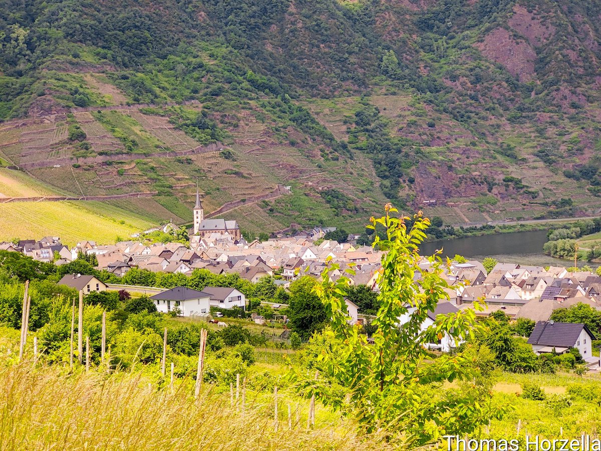 Thomas_Horzella's tweet photo. Der Blick auf Bremm an der Mosel und im Hintergrund der Calmont.

#Bremm #Mosel #moezel #calmont #FerienlandCochem #Kurvenkreis #rheinlandpfalz #deutschland https://t.co/kb31boIn6T