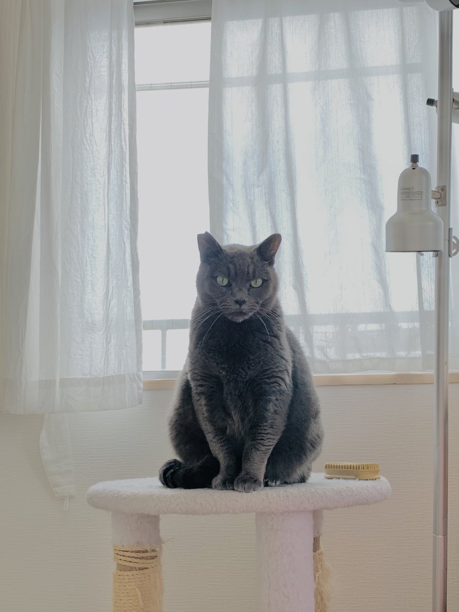 zndk_zunchan's tweet photo. #保護猫の日
#ホゴネコの日
#5月25日はホゴネコの日 https://t.co/HnBxboow0A