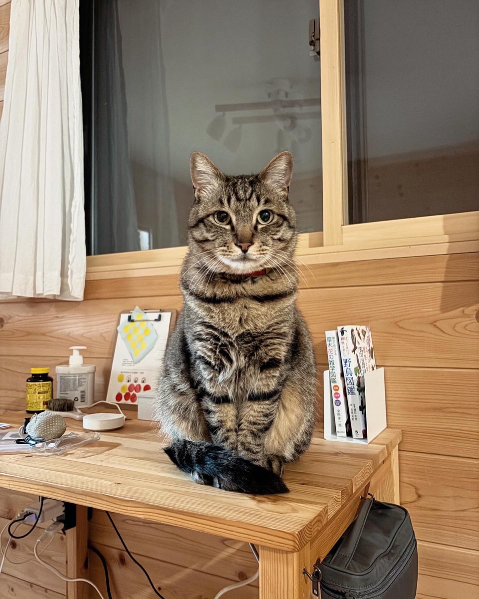 zndk_zunchan's tweet photo. #保護猫の日
#ホゴネコの日
#5月25日はホゴネコの日 https://t.co/HnBxboow0A