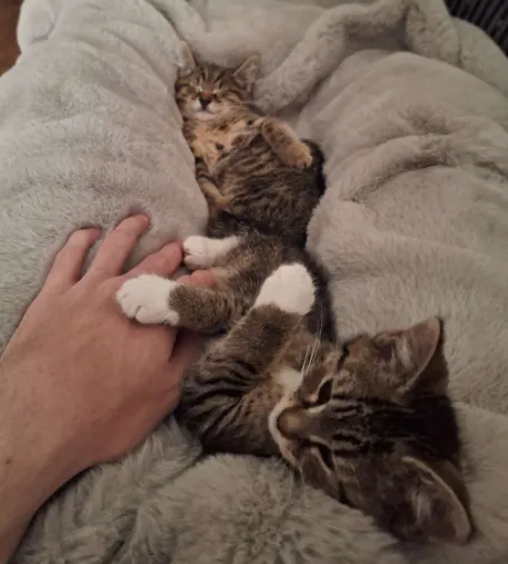 lynx_soleilssb's tweet photo. Guess who just got 2 kittens (hint: it may be me :p)

No names just yet, will update on their names (left boy, right girl)

Haven't even had them 24 hours and I love them to bits <3 https://t.co/iwkYwkiRMt