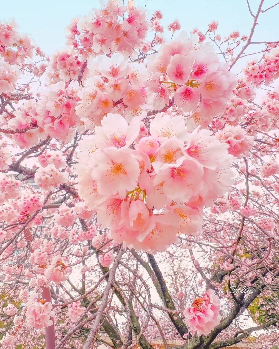 Have a beautiful day everyone 💞🌸💕