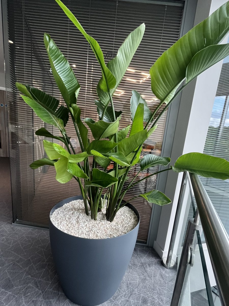 INDOOR PLANTS PROJECT for #TŷNewport <a href="/TyHotels/">Tŷ Hotels</a> ✅🪴
Introducing Lechuza planters, with their unique sub irrigation system. Thanks to the water level indicator we always know whether there is a need to water plants or not. #savewater #lechuza #indoorplants #sustainability