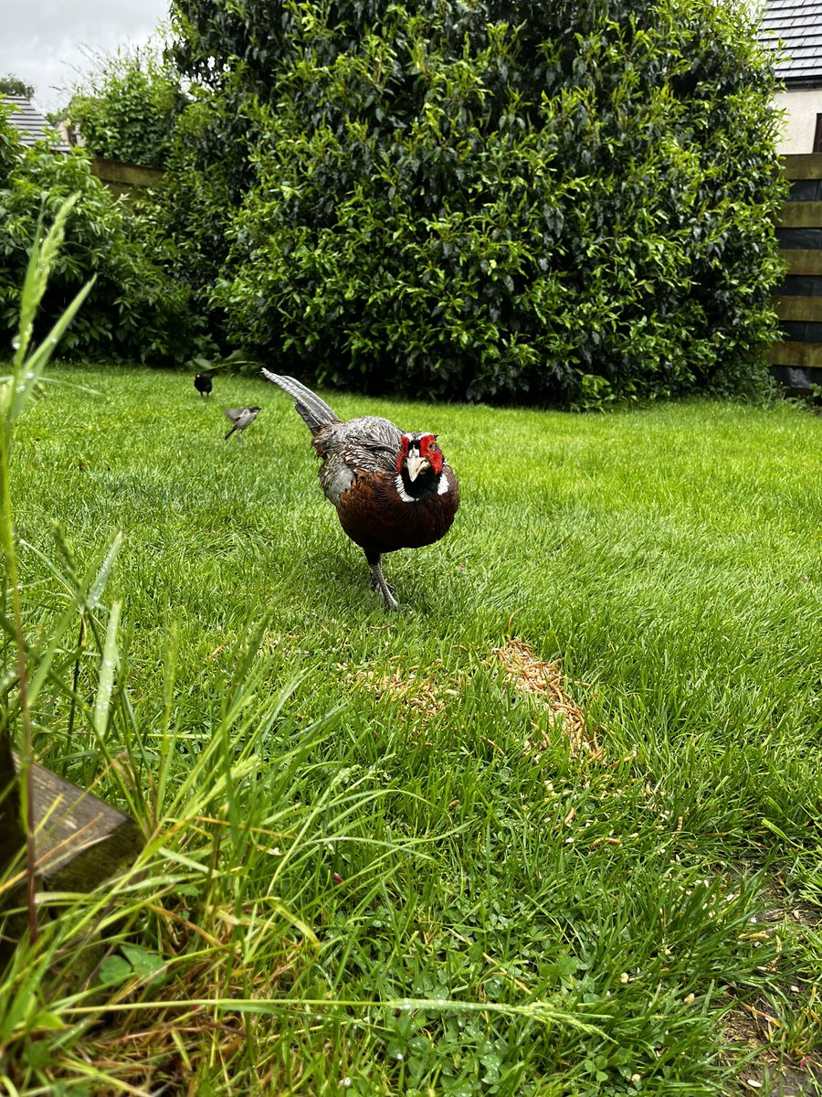 Here’s our resident pheasant in our garden wanting to be fed and the blackbird popping out to check he’s not missing anything 🐦‍⬛ #SparkyandNellysGarden #FeatheredFriends