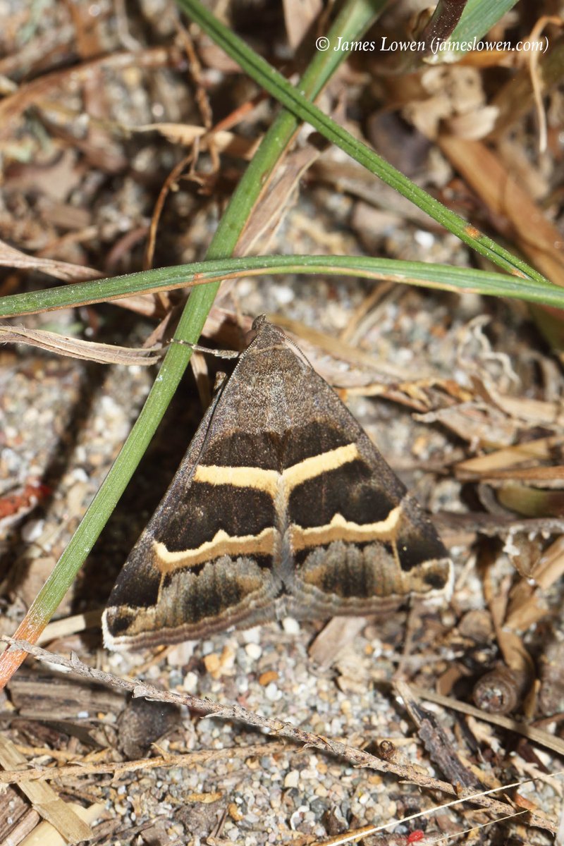 James Lowen tweet media