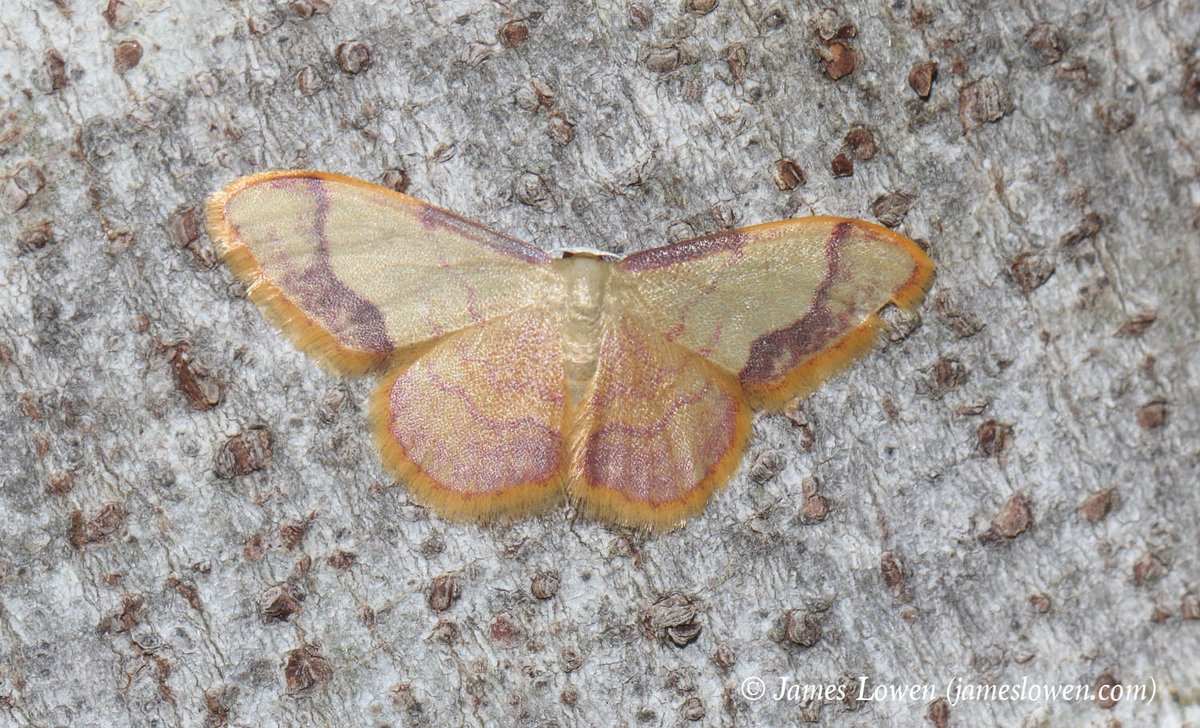 James Lowen tweet media