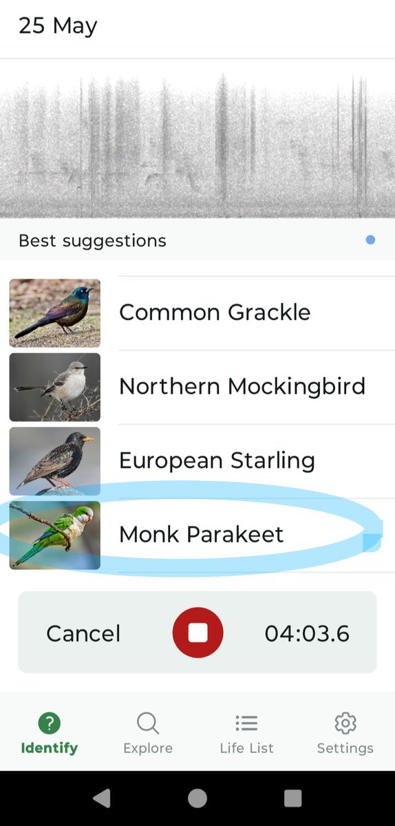 Either my Merlin app is wrong or someone has lost their parakeet 😳